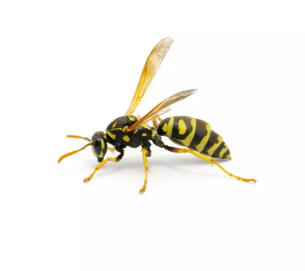 Wasp-Infused Liquor — Would You Take a Shot of It? [POLL]