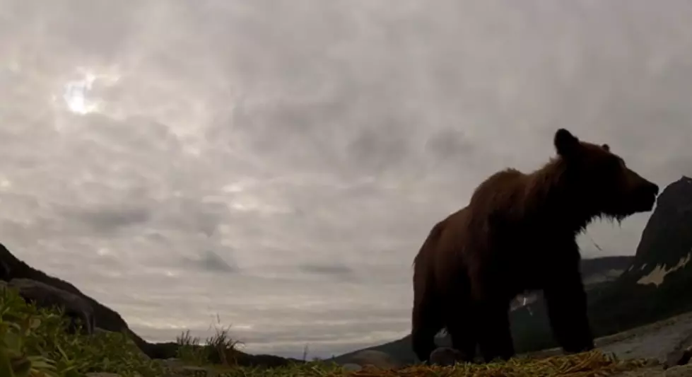 Grizzly Bear Tries To Eat GoPro Camera [VIDEO]