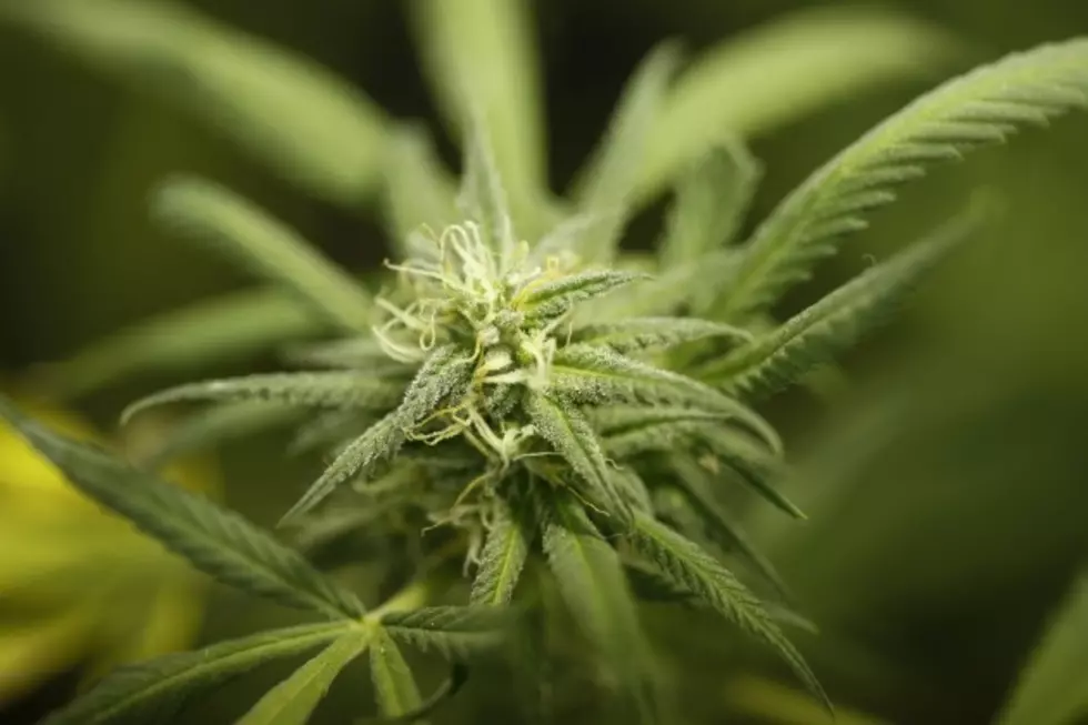 Massive Crop of Marijuana Found in Texas