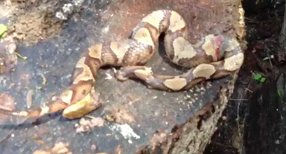 Copperhead Bites Itself After Being Decapitated! [VIDEO]