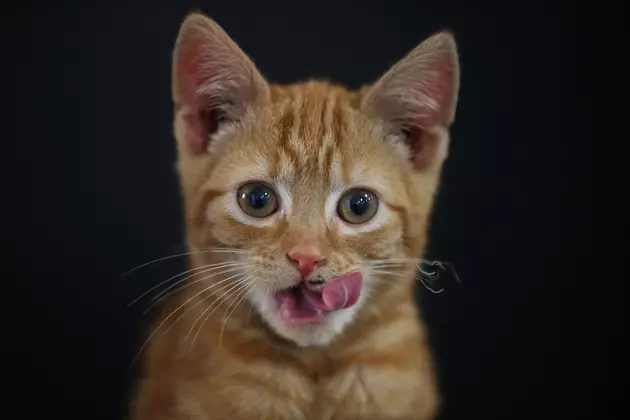 One Texas Town Fights Over Whether A Cat Can Live at the Library