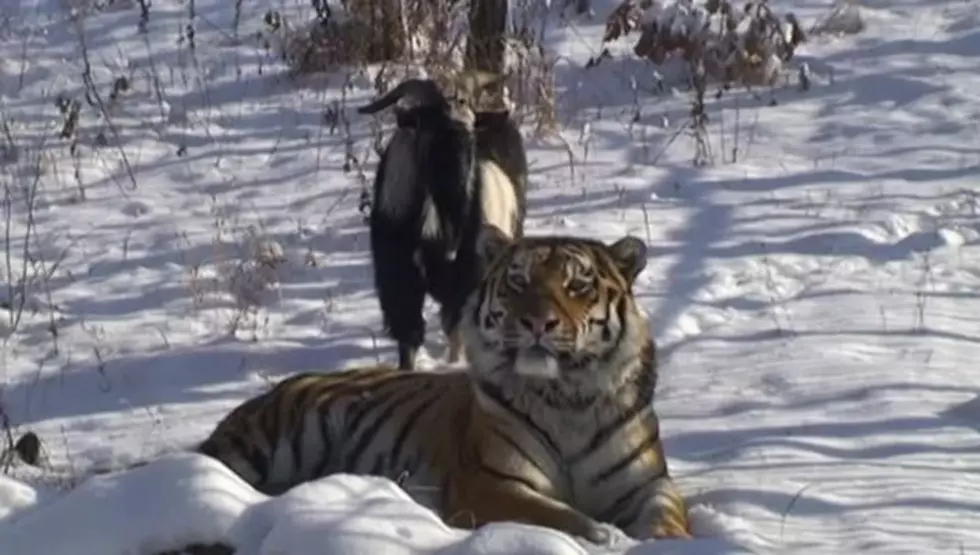 Meet the Tiger That Became Best Friends With His Dinner