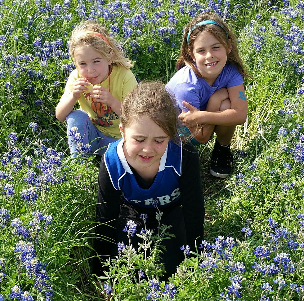 Not All Bluebonnet Pictures Turn Out Great