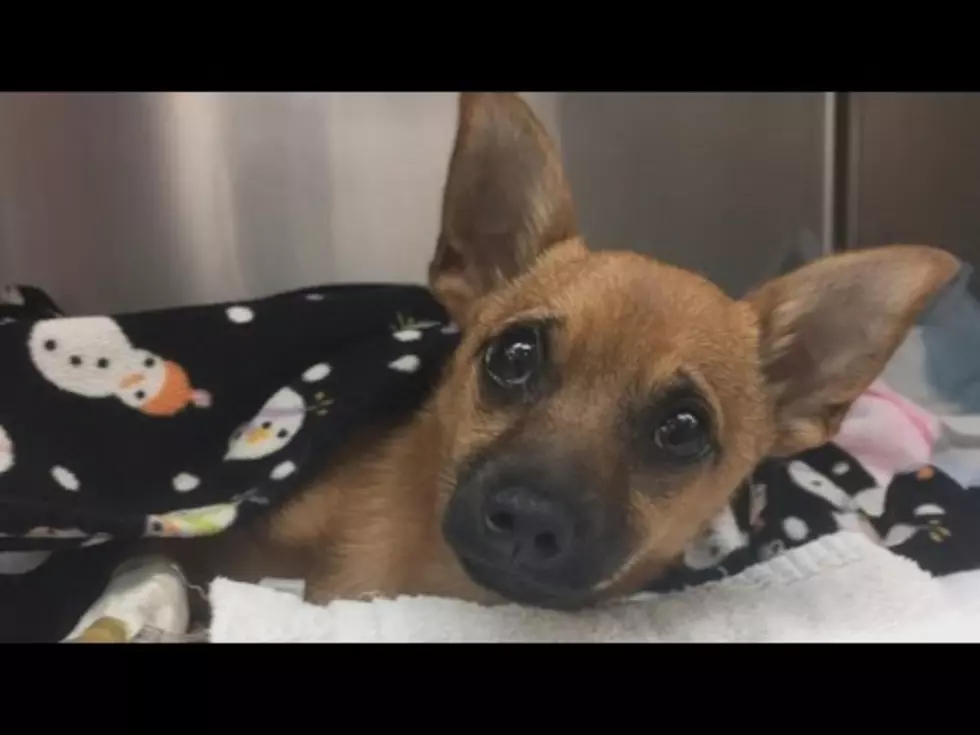 Chihuahua Left in Locked Car Overdoses on Texas Couple’s Stash …  Of Heroin