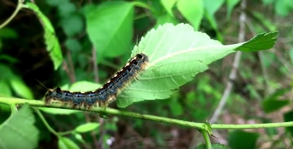 Forest Tent Caterpillars Are Taking Over East Texas This Spring