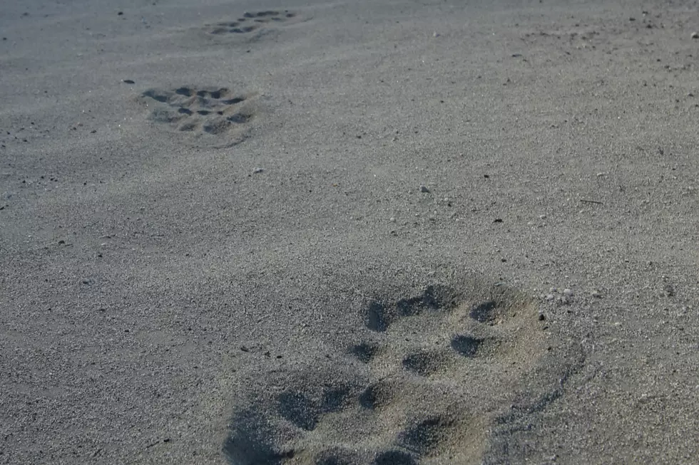 Mountain Lions In Texas: Mysterious or Just Mythical?