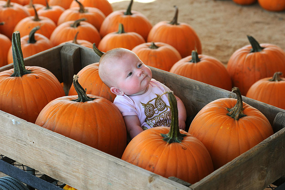 Once it’s Picked, How Long Does a Pumpkin Last?
