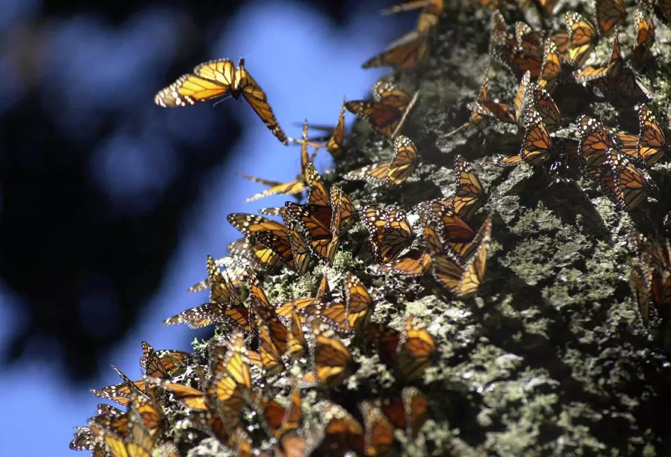 Monarchs are Coming