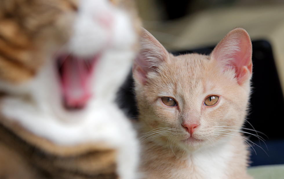 My Popcorn-Loving Cat (And Other Foods He Can&#8217;t Have)