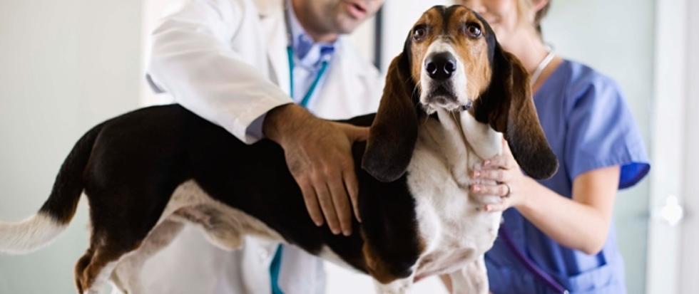 New Cancer Vaccine Tested On Dogs&#8211;Could Humans Be Next?