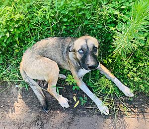 Make Sure Your Pets Wear Their Tags When They&#8217;re Outside