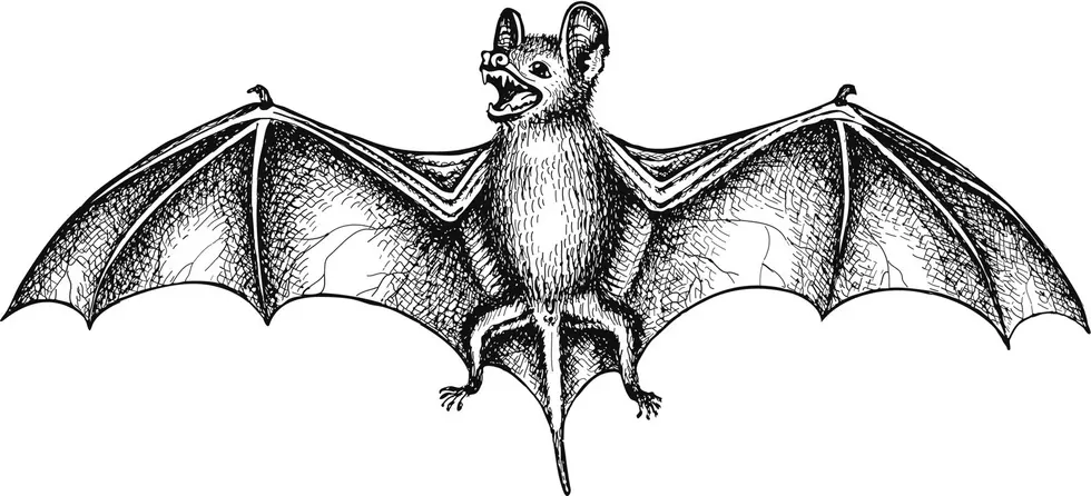 Do You Have Bats At Your House, Too? Personally, I Like Them