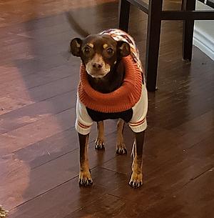 When Texas Hits 45 Degrees, It&#8217;s Time to Get the Dog a Sweater
