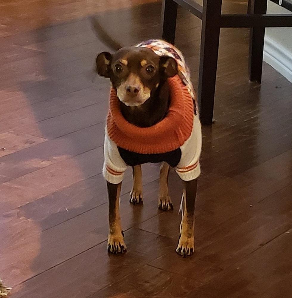 When Texas Hits 45 Degrees, It's Time to Get the Dog a Sweater