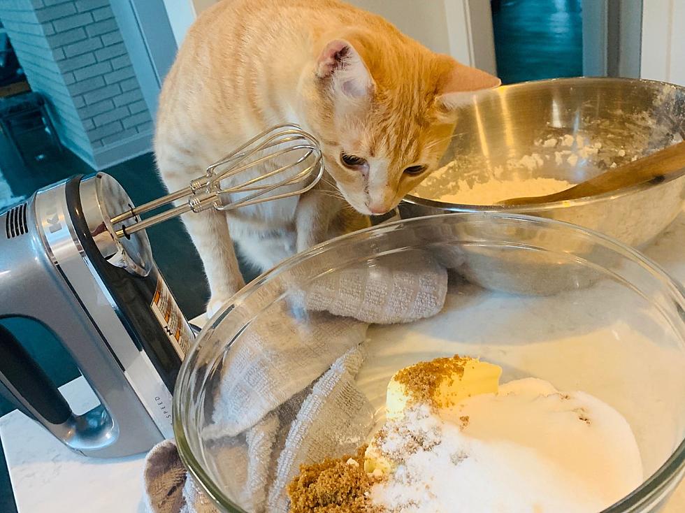 Jasper The Cat Helped Me Make Cookies Last Night [VIDEO]
