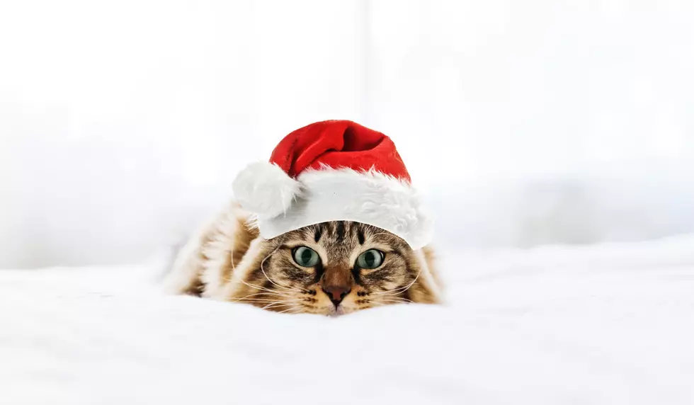 Make Someone’s Christmas Morning And Adopt A Cat Or Kitten