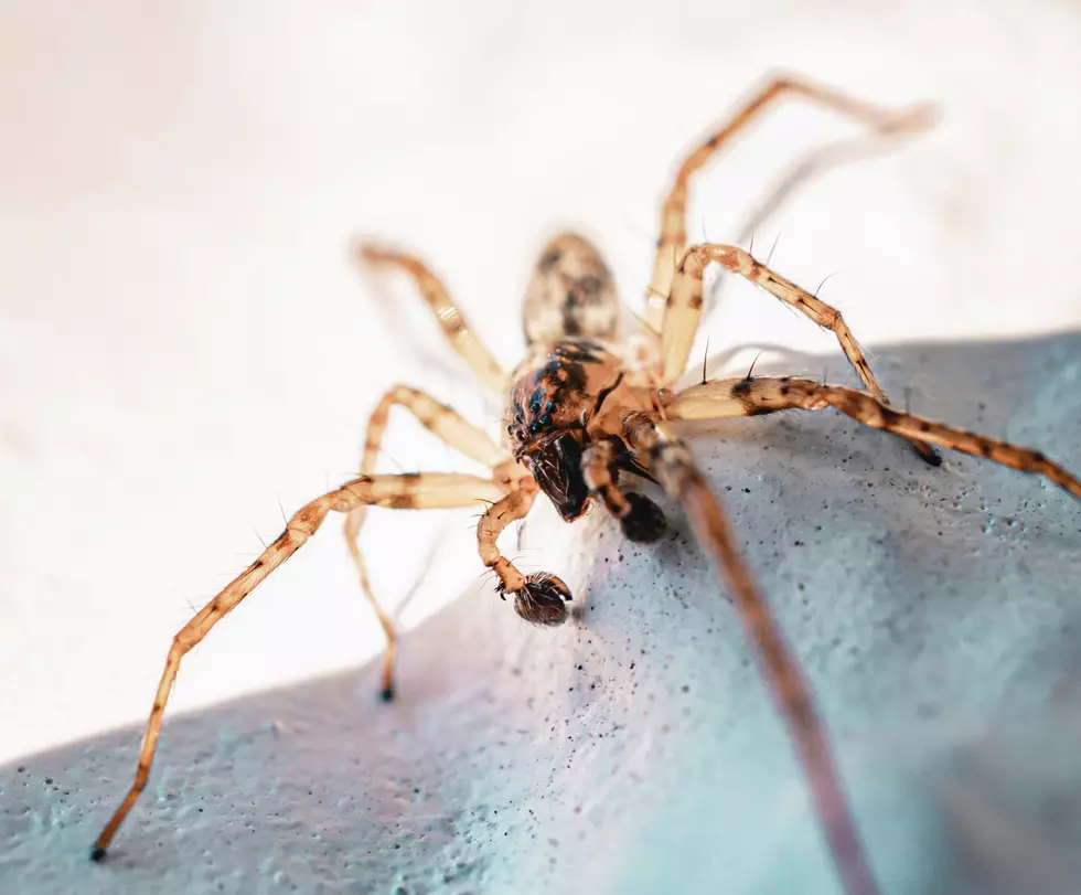 You’re Probably Not Swallowing Spiders (And Other Sleep Myths)