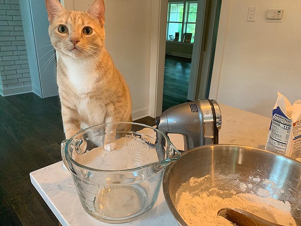 Jasper The Cat Helped Me Make Cookies–And Was Actually Sorta Helpful [VIDEO]