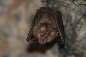 Fascinating&#8211;Are You Seeing an Unusual Number of Bats in East Texas, Too?