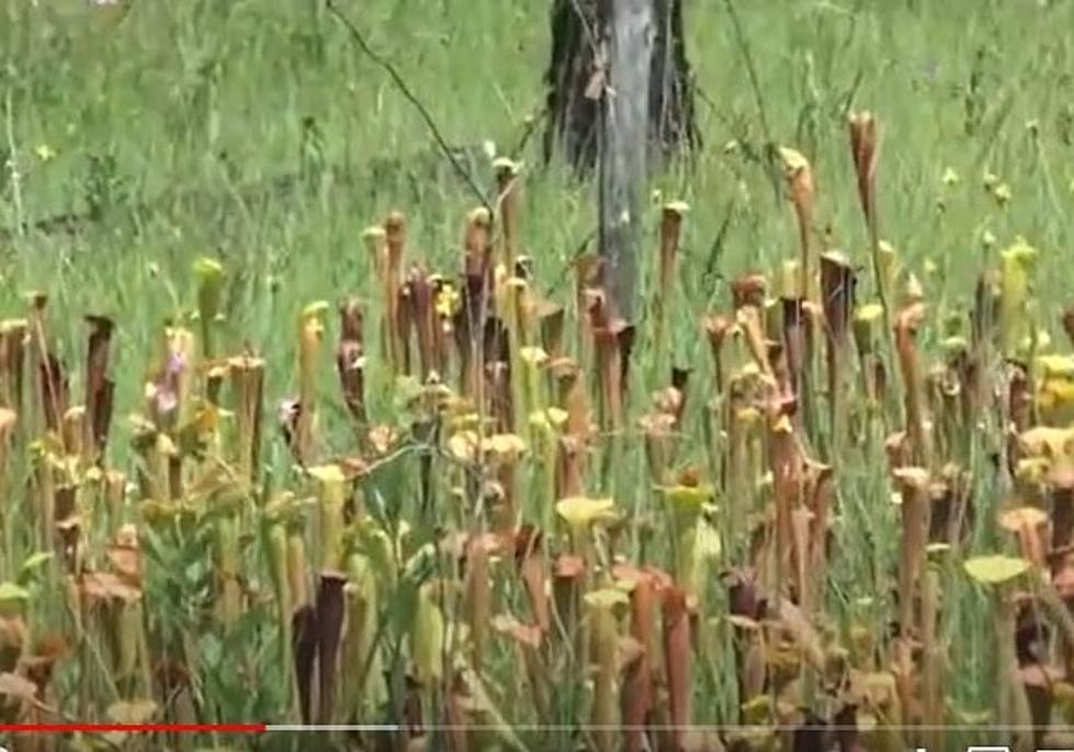 Will a New Flesh-Eating Plant Invade Texas?