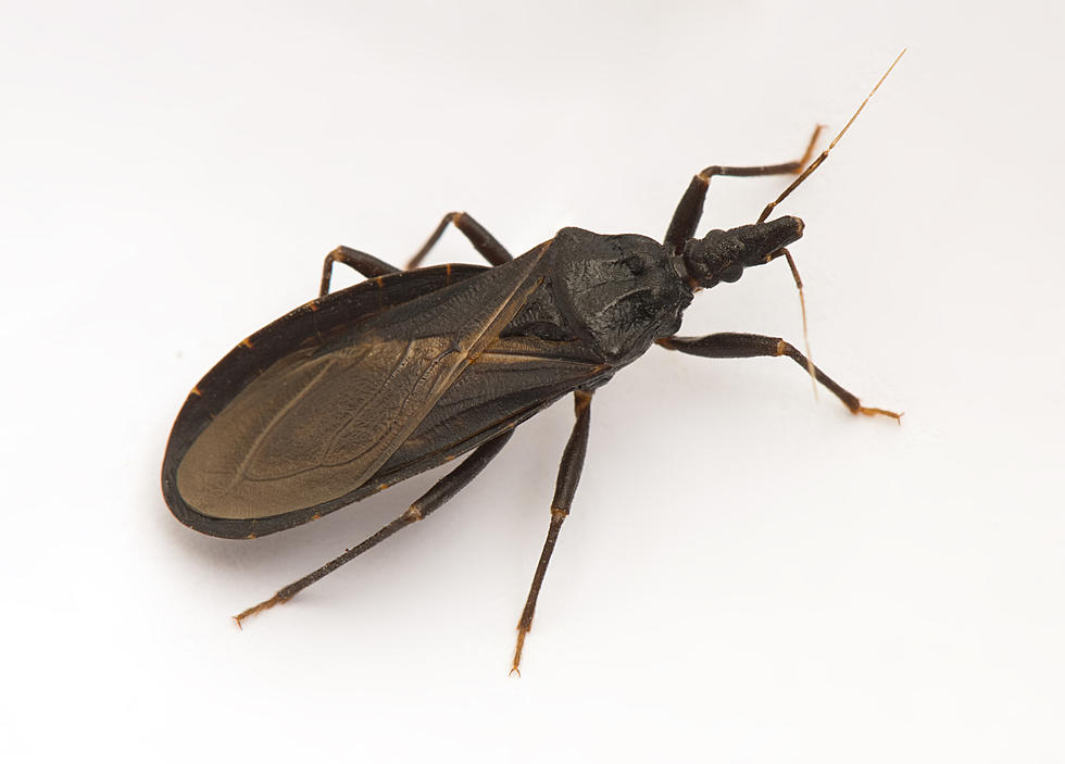 LOOK: Protect Your Loved Ones; ‘Kissing Bugs’ in Texas are Killing our Dogs