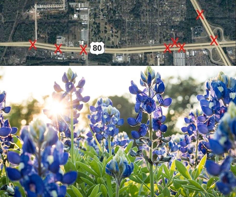 Man Hopes to Make Longview, Texas a New Bluebonnet Capital–Wanna Help?