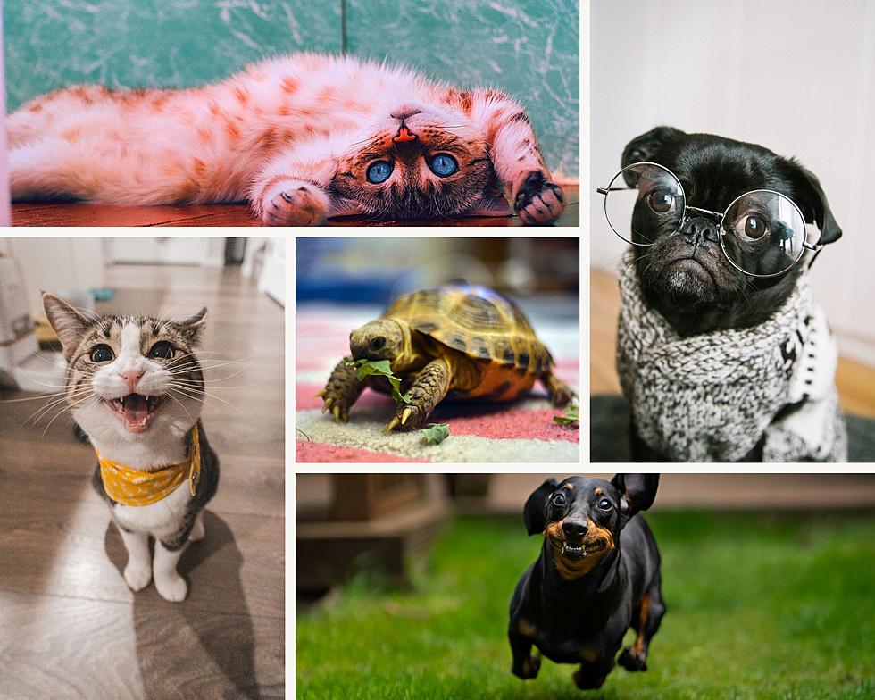 PHOTOS: Thanks to You, Here’s Over 100 of THE Most Adorable Pets in East Texas!