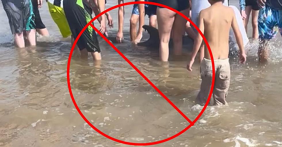 Sick Dolphin Dies on the Texas Coast After People Try to Ride Her