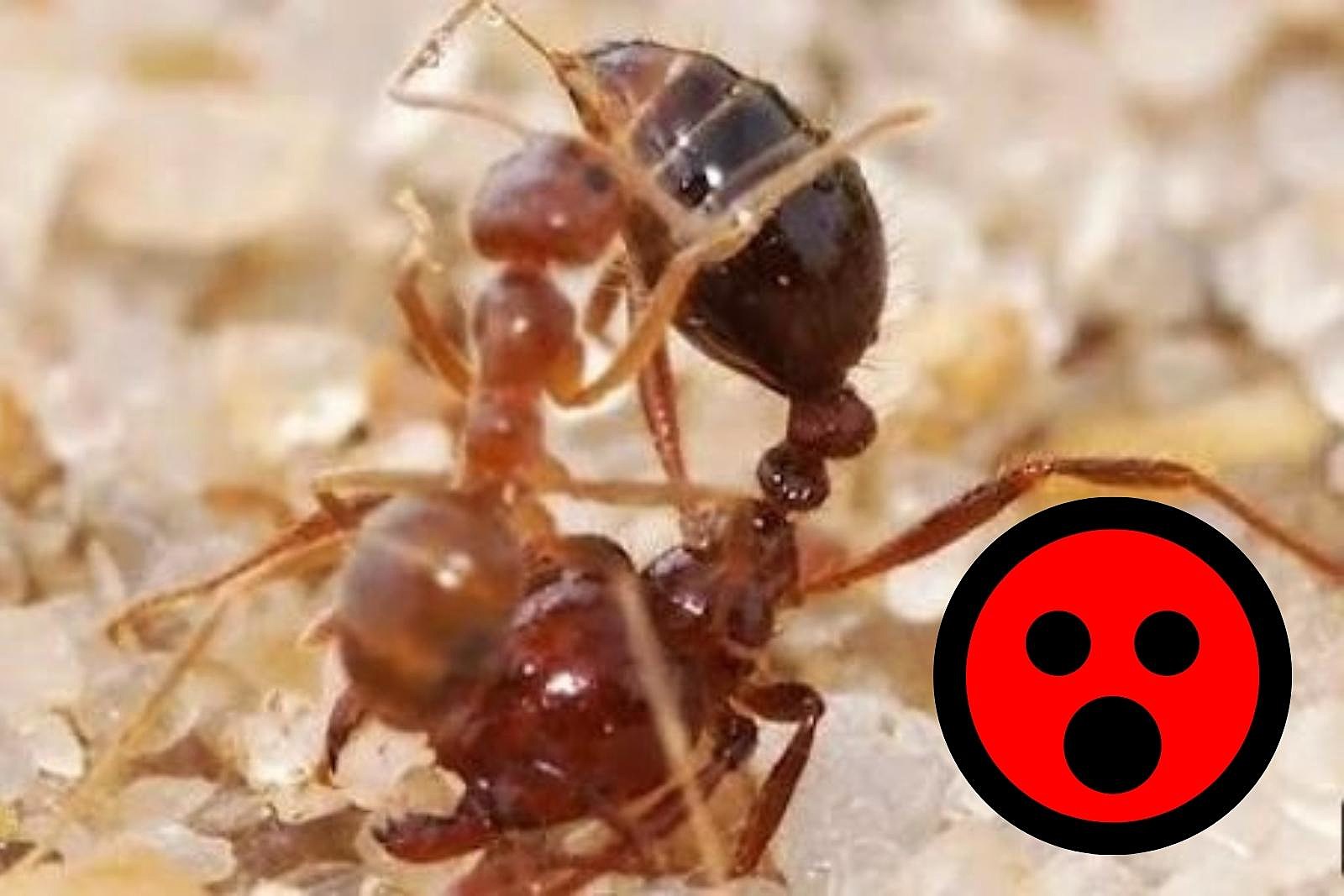 Acid Spewing Ants in Texas: Will This Killer Fungus Stop Them?
