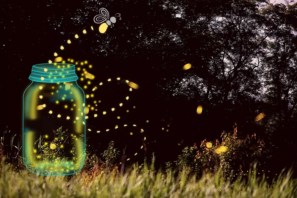 What Happened to All of the Fireflies in Texas? The Sad Truth&#8230;and Hope