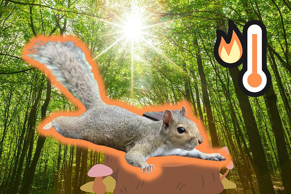 Crazy Texas Heat Has Got Texas Squirrels ‘Splooting’ All Over the State