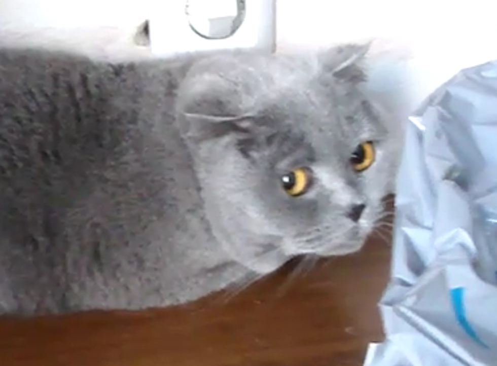 Watch Out Guilty Dog. Guilty Cat Wants Some Attention [VIDEO]