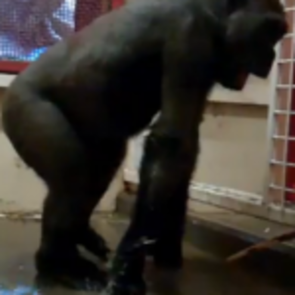 Break Dancing Gorilla Has 800,000 Hits And Counting on Youtube [VIDEO]