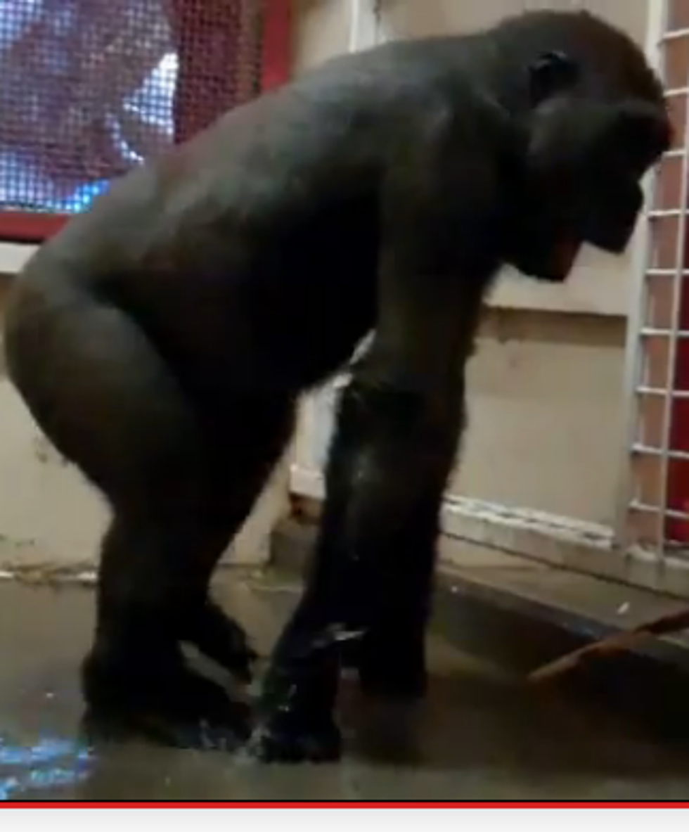 Break Dancing Gorilla Has 800,000 Hits And Counting on Youtube [VIDEO]