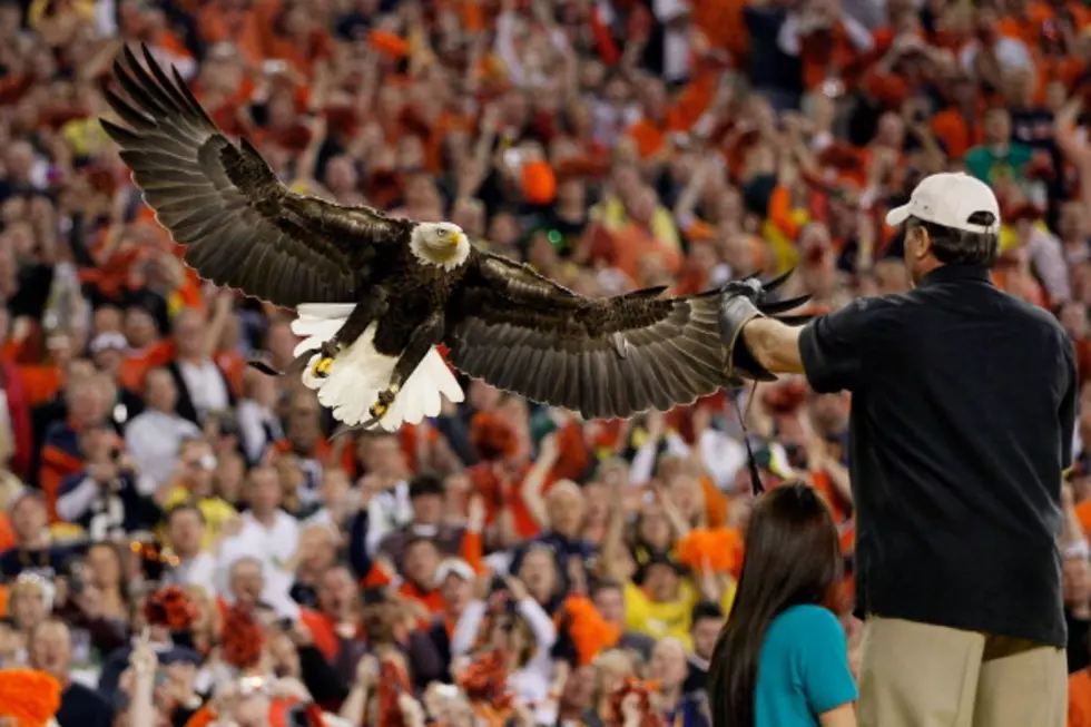 Auburn’s Eagle, Spirit, has Flying Mishap at Game [VIDEO]