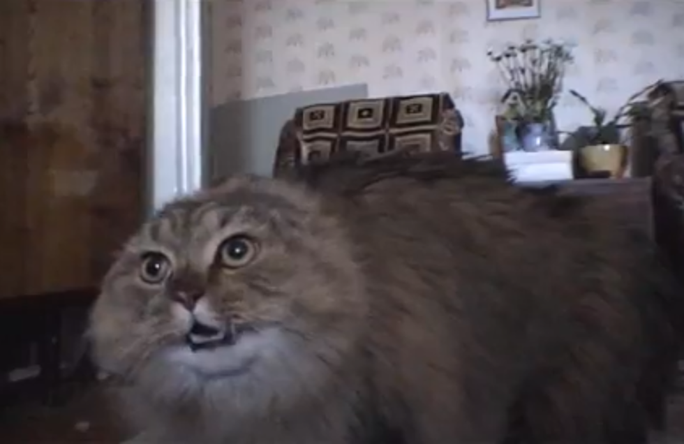 The Latest Viral Kitty, the “NoNoNo Cat” [VIDEO]