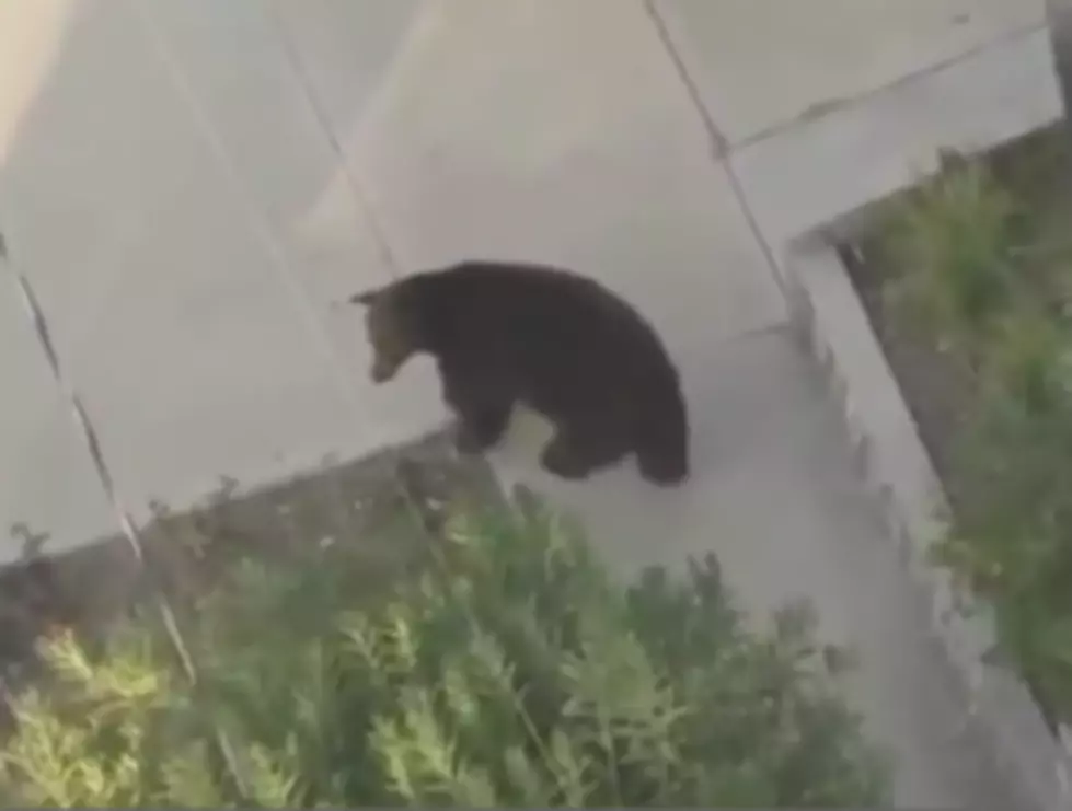 Texting and Walking around Bears? Not a Good Idea! [VIDEO]