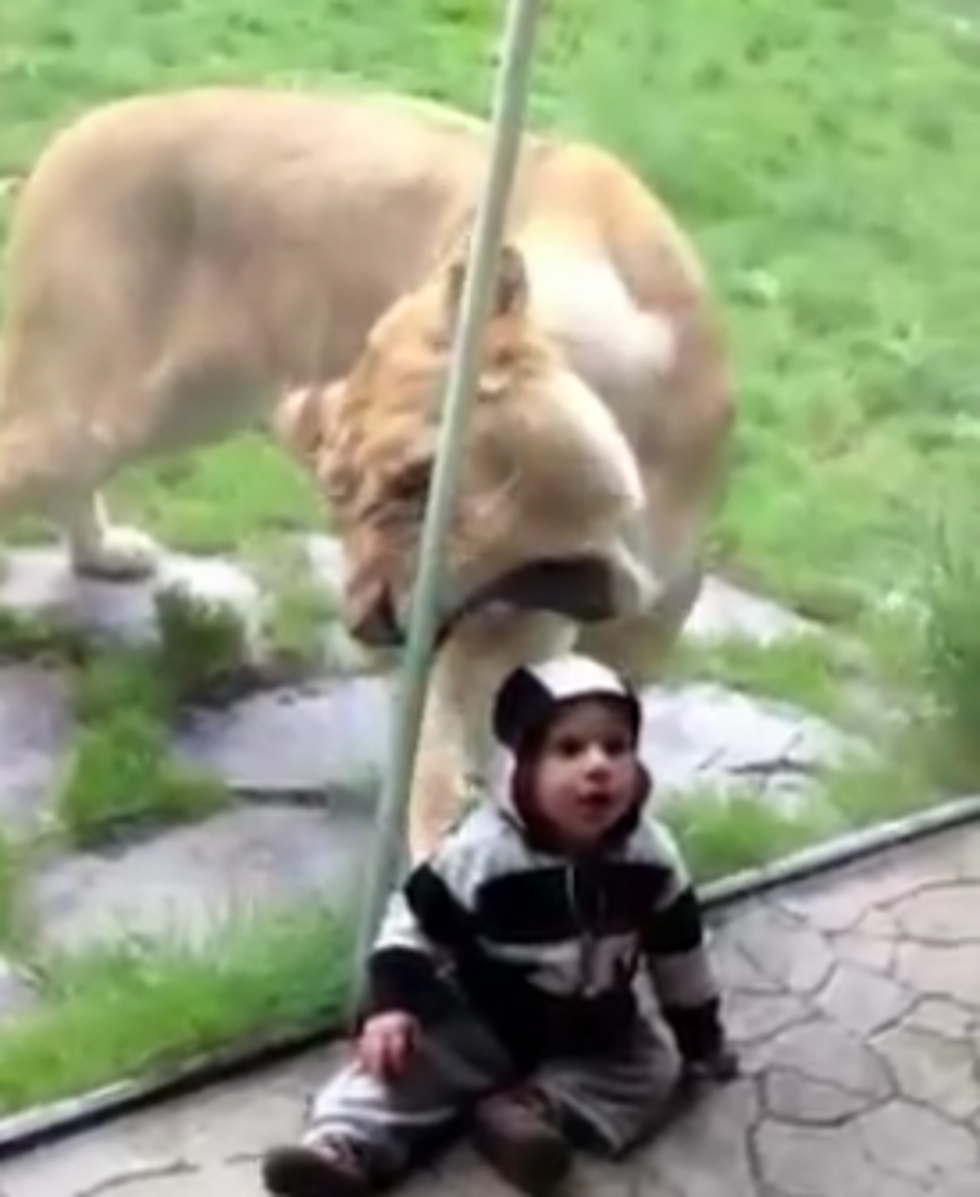 A Lion Tries To Eat a Baby in a Striped Hoodie [VIDEO]