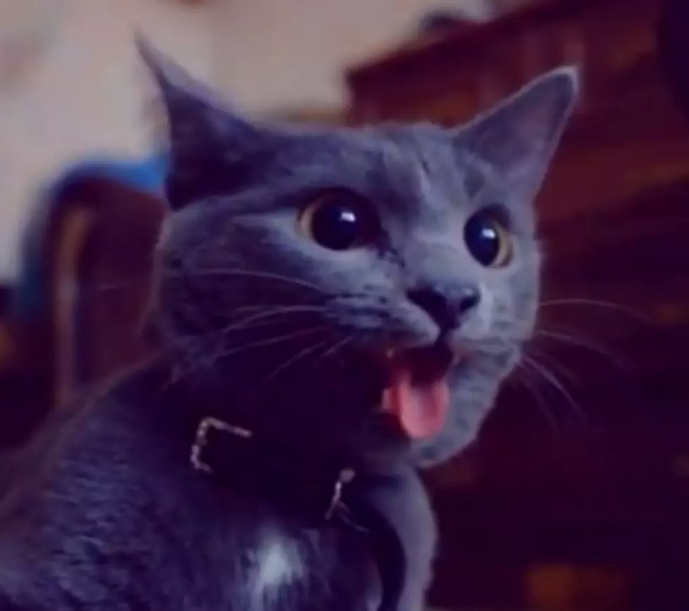 Attention Cat Video Lovers! You HAVE To See This! [VIDEO]