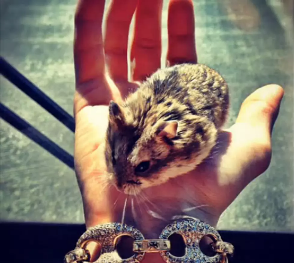 Justin Bieber Gives &#8220;PAC,&#8221; His pet Hamster to a Loving Fan [VIDEO]