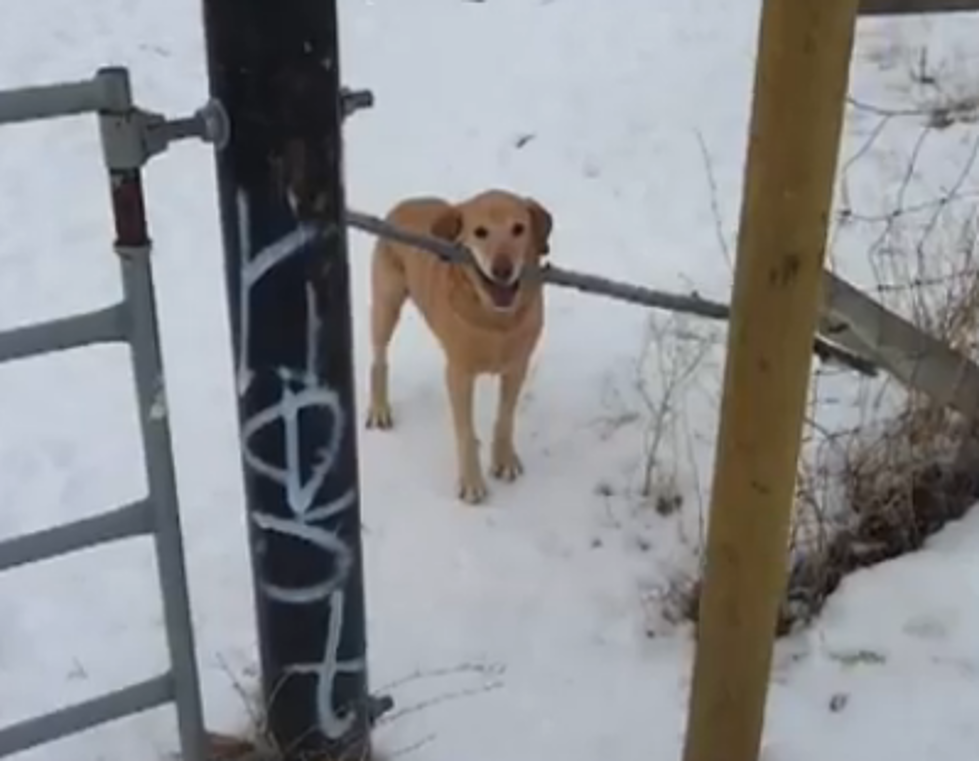 Here is a Quick Laugh For You: 3 Foot Opening Vs 5 Foot Stick and a Persistent Pooch [VIDEO]