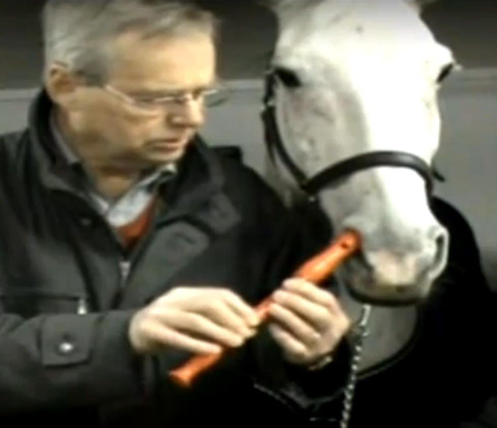 I Am Sick Of All Things Super Bowl So Let’s Watch a Horse Play a Flute With His Nose [VIDEO]