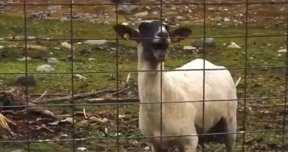 Goats Goats Goats!