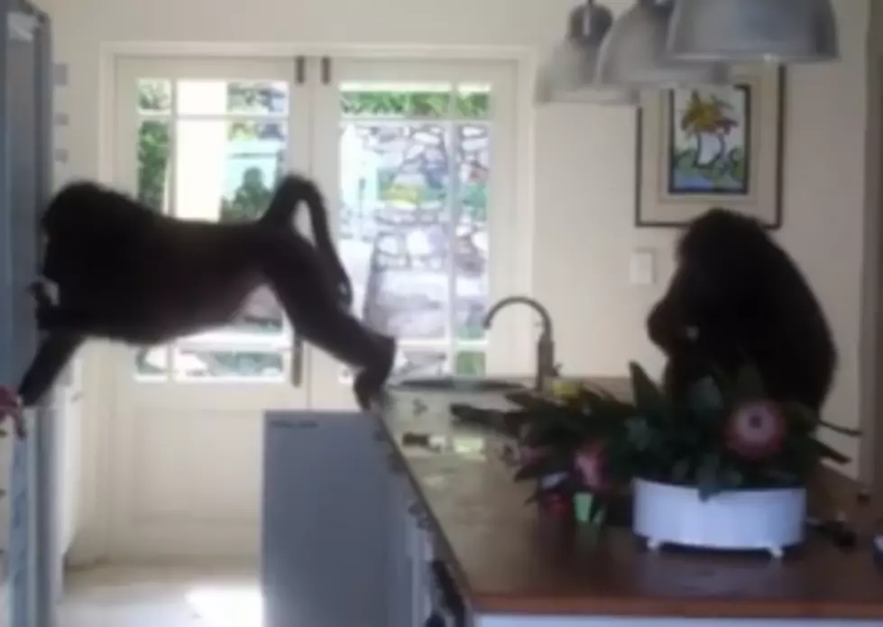 Do You Want to See a Bunch of Wild Baboons Destroy Someones House? I Thought So [VIDEO]