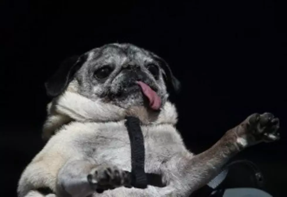 You Have to See The Entries for the 2013 &#8220;World&#8217;s Ugliest Dog&#8221; Contest [VIDEO]