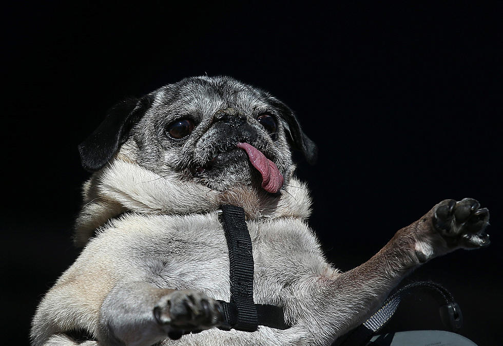You Have to See The Entries for the 2013 “World’s Ugliest Dog” Contest [VIDEO]