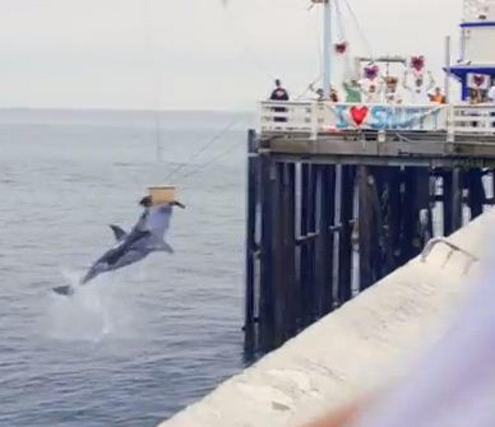 Snuffy The Seal&#8217;s Triumphant Return&#8230;to The Inside Of A Great White Shark [VIDEO]
