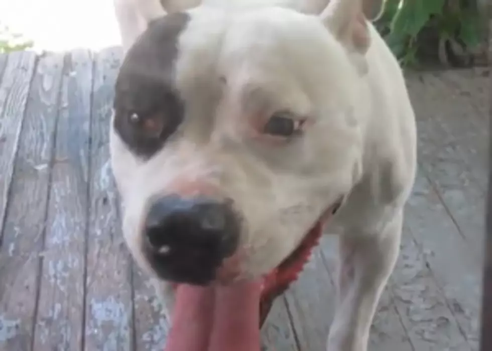 Hilarious Video of a Pitbull That &#8216;Trapped&#8217; 3 Guys in Their a House for Two Hours[VIDEO] NSFW