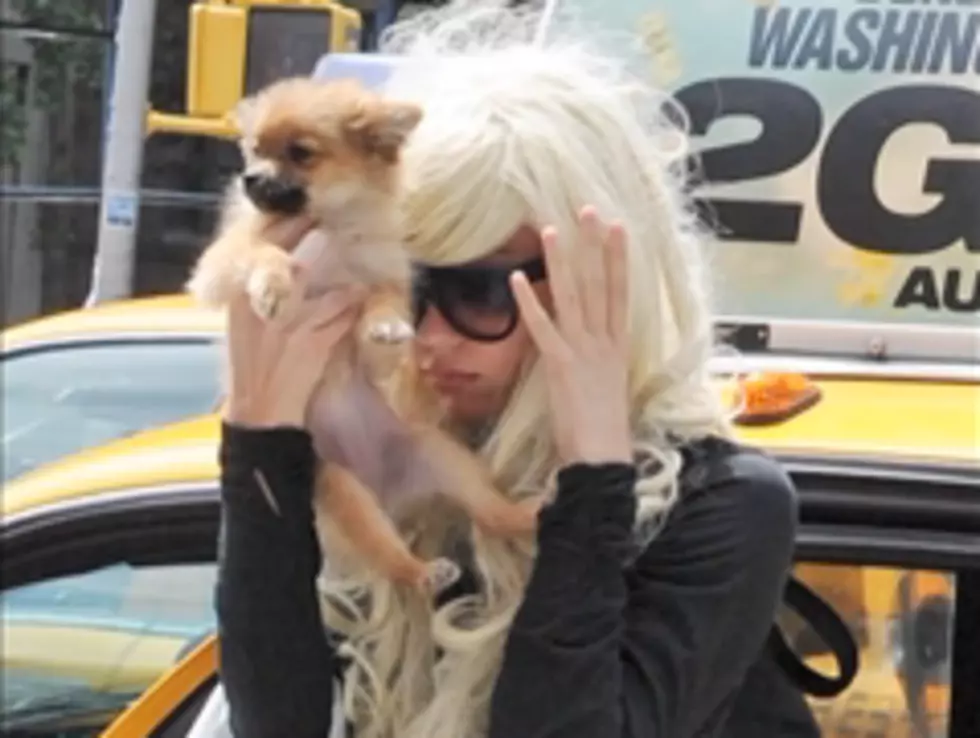 Amanda Bynes Soaks Her Dog in Gasoline Now She&#8217;s on Psychatric Hold Finally!