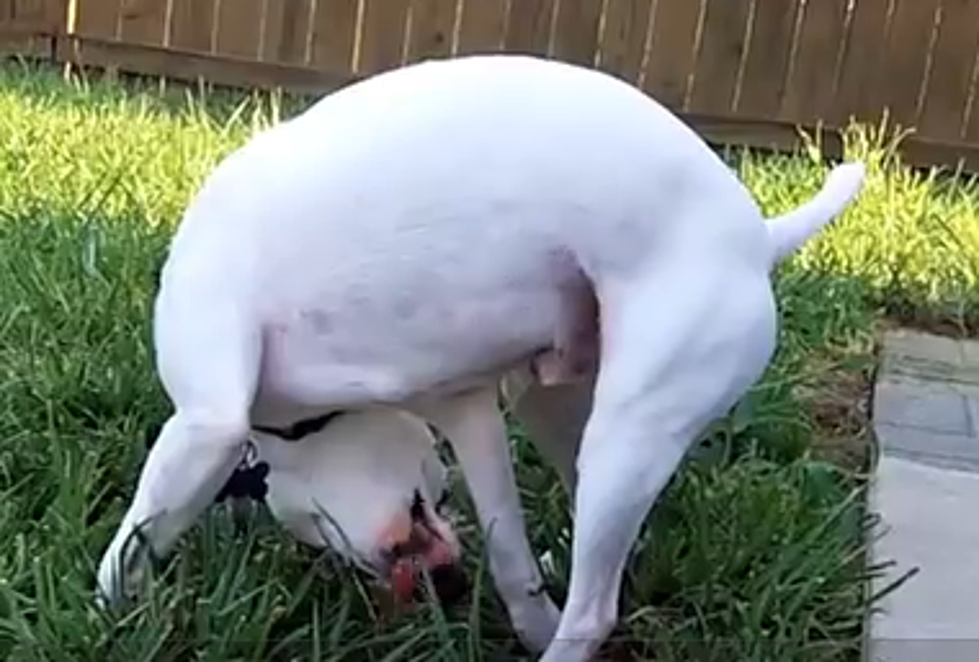 Check Out a Dog With a Severe Drinking Problem [VIDEO]